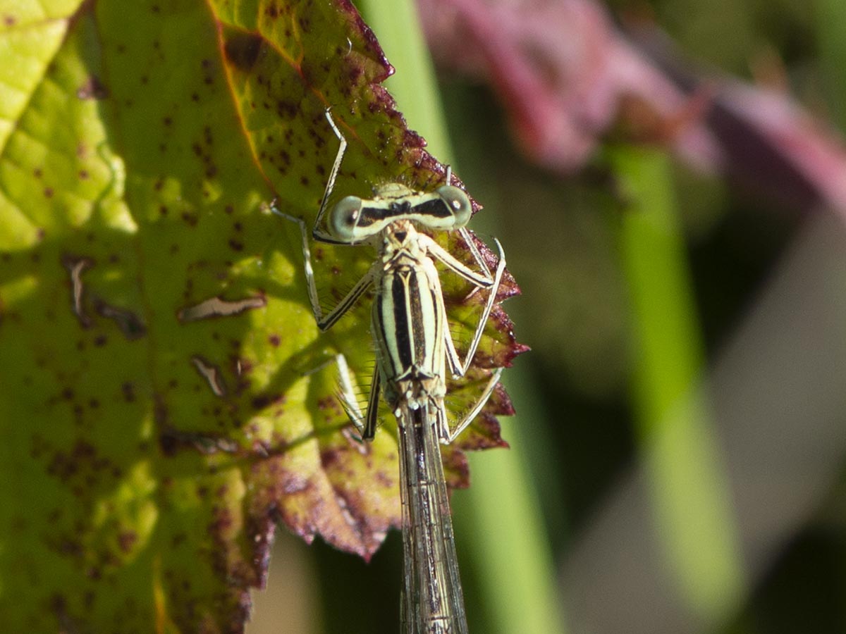 Kopf und Thorax von oben